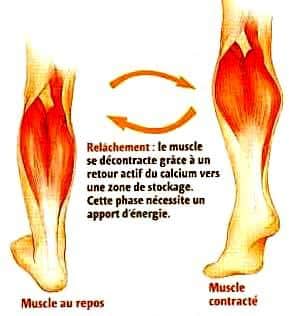 découvrez les principales causes des blessures musculaires, leurs mécanismes et comment les prévenir pour maintenir une activité physique sans risque. apprenez à identifier les signes avant-coureurs et à adapter votre entraînement pour éviter les douleurs et blessures.