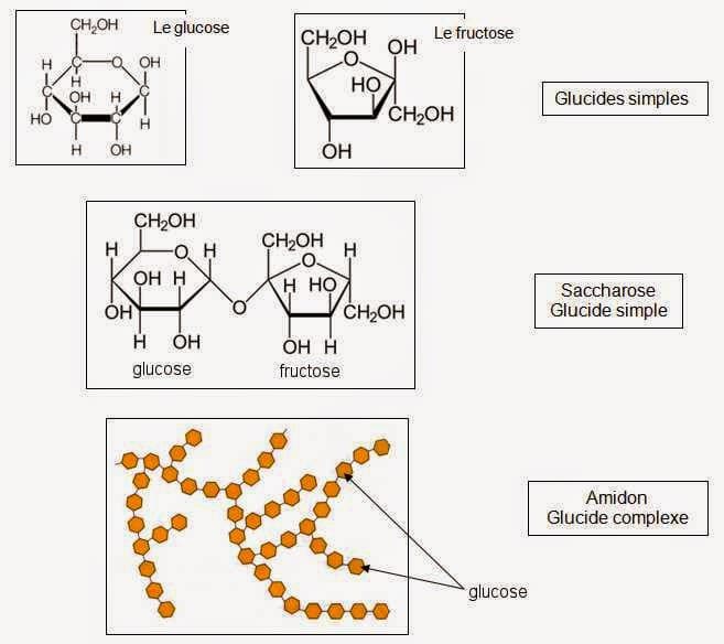 découvrez la différence entre les glucides simples et complexes : apprenez à les identifier, leurs effets sur votre corps, et comment les intégrer dans votre alimentation pour une santé optimale.