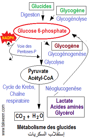 découvrez comment les glucides influencent votre métabolisme et leur rôle essentiel dans l'énergie de votre corps. apprenez à optimiser votre alimentation pour une meilleure santé et performance physique.