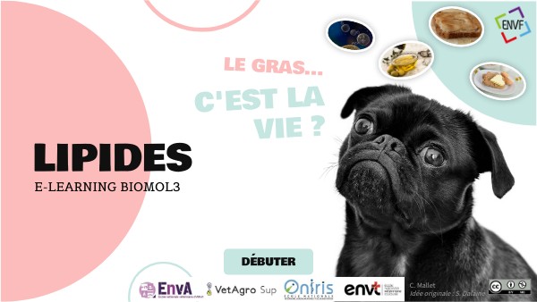 découvrez comment intégrer des lipides sains dans votre alimentation quotidienne pour améliorer votre santé. apprenez à choisir les bonnes sources de graisses et à les incorporer de manière savoureuse dans vos plats.