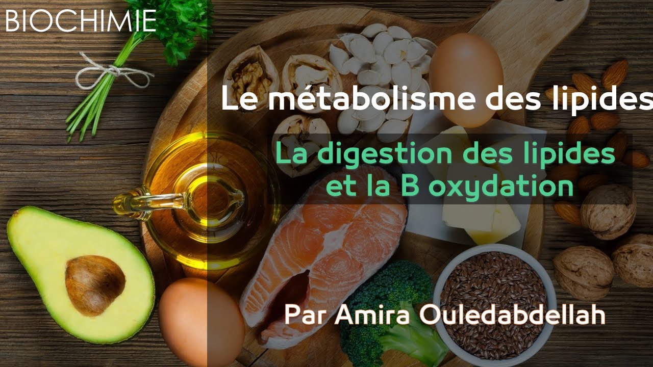 découvrez le fonctionnement du métabolisme des lipides, un processus clé dans la gestion des graisses dans le corps. apprenez comment les lipides sont digérés, transportés et utilisés comme source d'énergie, ainsi que leur rôle dans la santé et le bien-être.