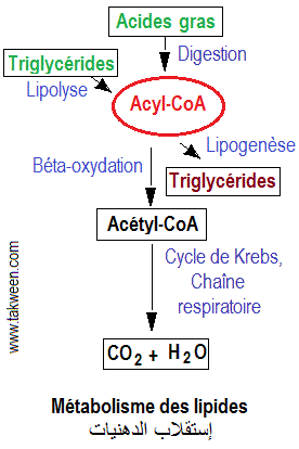 découvrez le fascinant processus du métabolisme des lipides, où les graisses sont transformées en énergie. apprenez comment le corps décompose les acides gras, régule le cholestérol et maintient l'équilibre énergétique essentiel pour la santé globale. explorez les mécanismes biochimiques et leur impact sur la nutrition et le bien-être.
