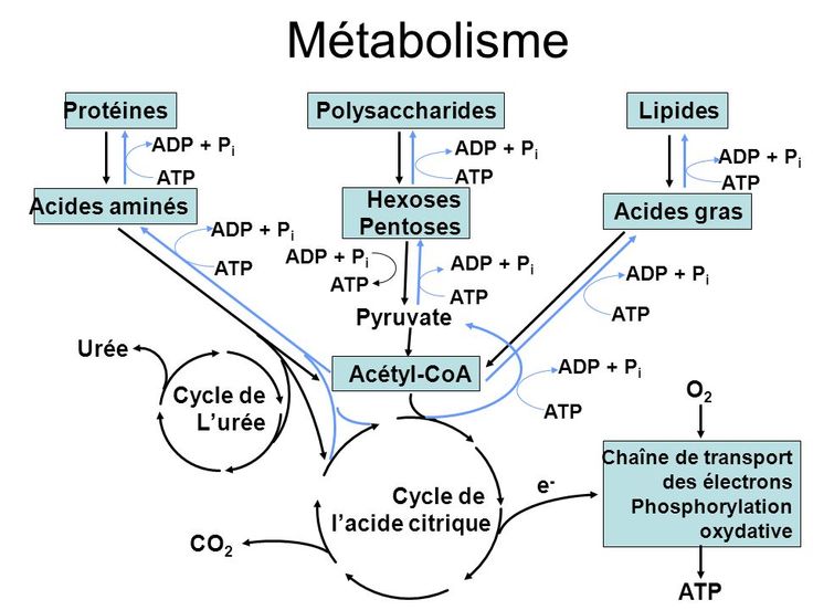 découvrez l'impact des glucides sur le métabolisme humain. cette exploration approfondie vous aidera à comprendre comment les carbohydrates influencent notre énergie, notre poids et notre santé globale, tout en vous fournissant des conseils pratiques pour une alimentation équilibrée.