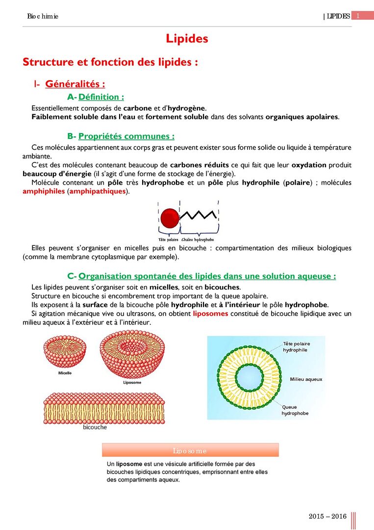 découvrez les rôles essentiels des lipides dans l'organisme, de la réserve d'énergie à la protection des cellules, en passant par leur importance dans la santé hormonale et la régulation du métabolisme.