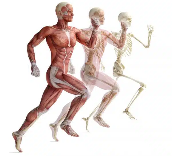 découvrez comment les protéines en poudre peuvent booster votre développement musculaire. apprenez les bienfaits, les types de protéines et des conseils pratiques pour optimiser vos entraînements et atteindre vos objectifs de forme physique.