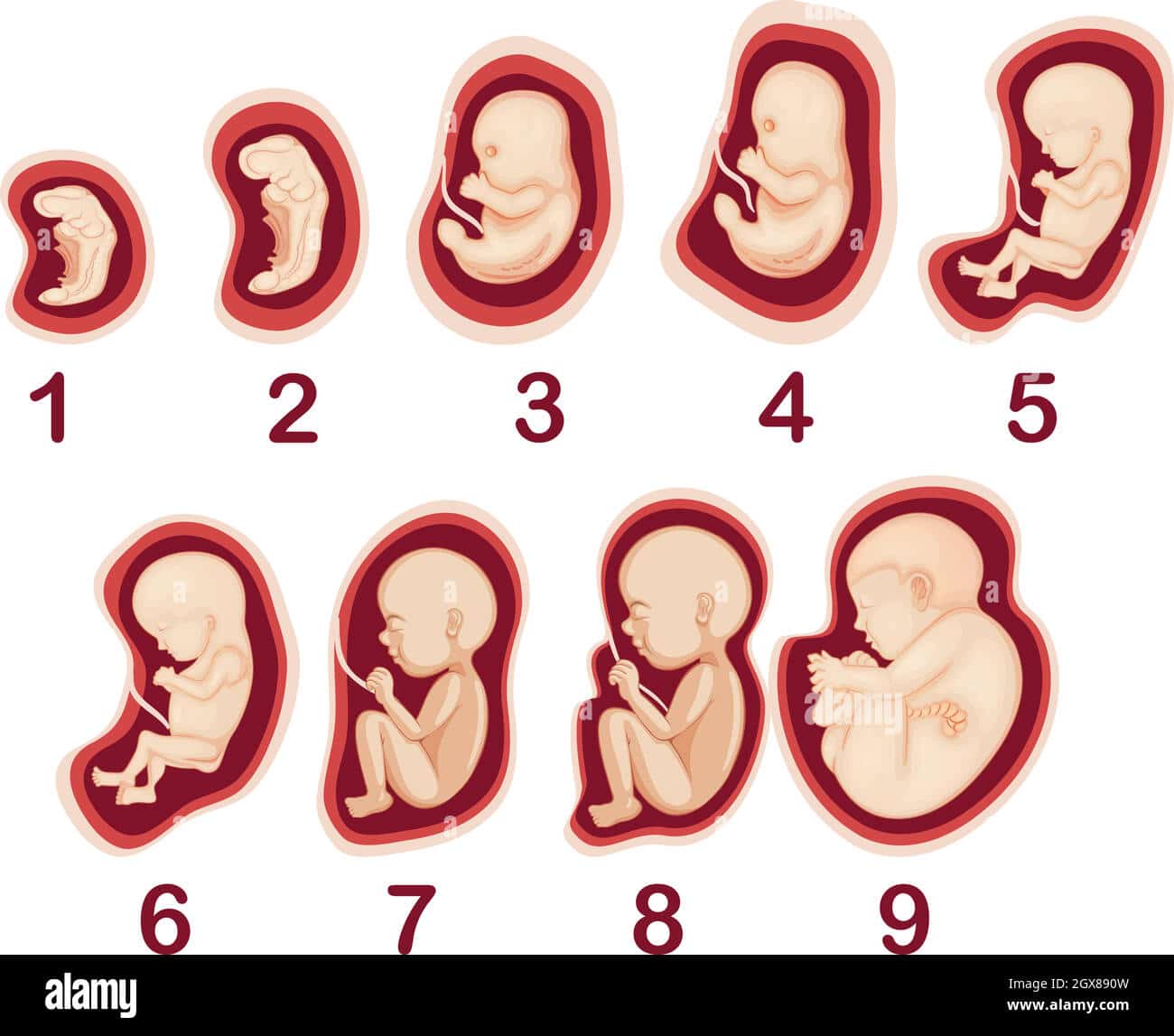 découvrez l'importance de la supplémentation durant la grossesse et son impact sur le développement fœtal. apprenez comment des nutriments spécifiques peuvent favoriser la santé du bébé et garantir une grossesse sereine.